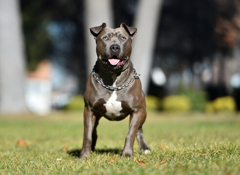A serious pit bull dog in the field