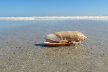 Long seashell on ocean and sky background in Atlantic coast of North Florida