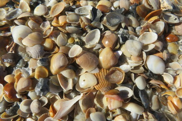 Fototapeta premium Seashells background on the beach in Atlantic coast of North Florida