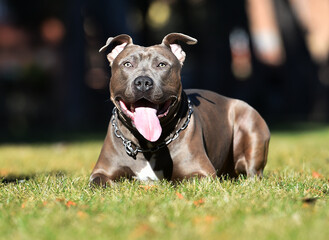 a strong american stafford dog in the park © alberto