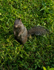 Portrait of a Ground Squirrel in a Natural Green Habitat