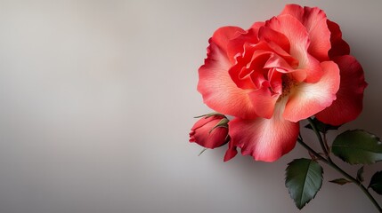 Fototapeta premium Red Flower on White Wall