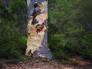 Eucalyptus Bark Patterns Texture
