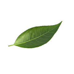 Vibrant green leaf isolated on white background representing nature and growth