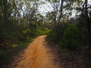 Fototapeta premium Forest Path Sunlight Trail