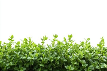 Obraz premium Thyme herb separated on a white backdrop
