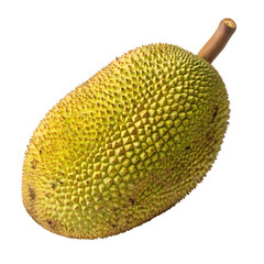 jackfruit  isolated in white background
