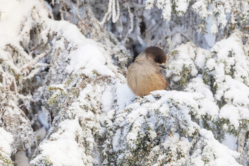 Fototapeta premium Cute Siberian jay perched on a really frosty and snowy Spruce branch during a cold morning near Kuusamo, Northern Finland 