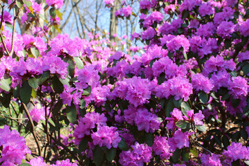 Purple pink rhododendron bush