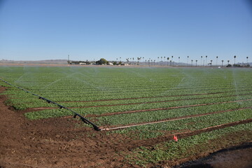 Yuma, AZ. U.S.A. 11/2024.  At the convergence of Arizona, California, Mexico and the Colorado River is Yuma, Arizona, the Winter Lettuce capital of North America. 