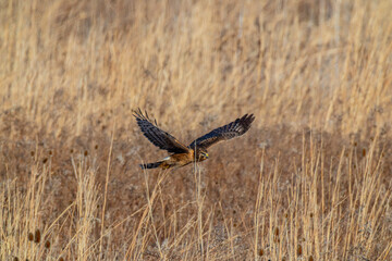 Northern Harrier