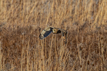 Short-eared owl