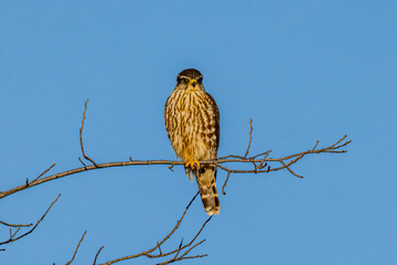 hawk on a branch