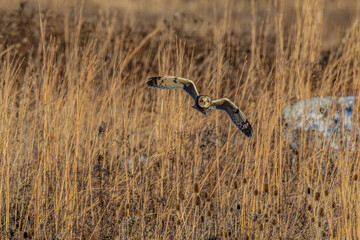 Short-eared owl