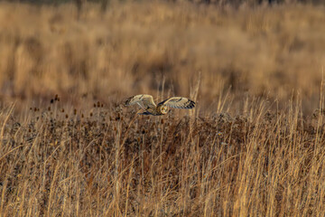 Short-eared owl