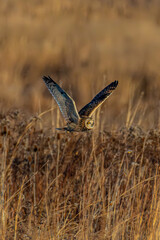Short-eared owl