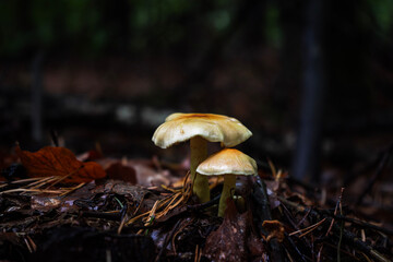 Jesienne grzyby w lesie © Maciek