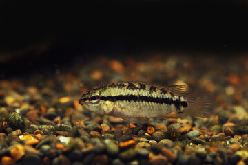 Titan Dwarf Cichlid (Apistogramma kullanderi)