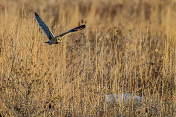 Short-eared owl