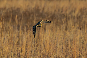 Short-eared owl