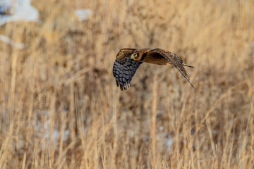 Northern Harrier
