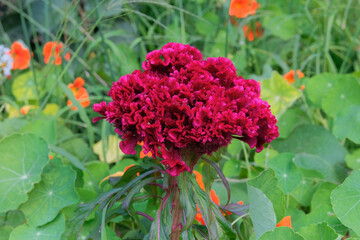 Celosia cristata is cultivated as an ornamental plant. Red flower in meadow. Grows well in sunny and shaded areas. Sunny day.