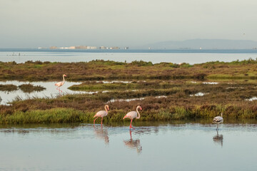 Beautiful landscape with flamingos at Albufera Natural Park in Valencia, Spain.