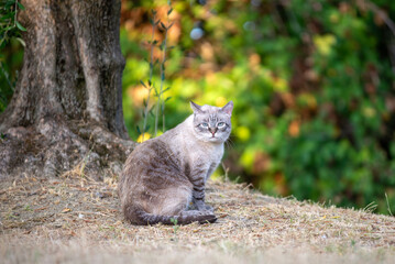 stray cat sitting near a tree. sitting cat looking at camera