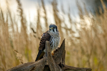 Sparrowhawk in morning sun rays. American kestrel, Falco sparverius, perched on rotten stump on...