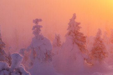Trees with heavy coating of hoar frost in a mist during a cold sunset in Valtavaara near Kuusamo,...