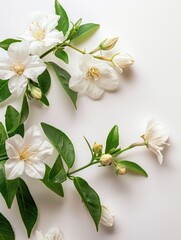 Fototapeta premium White flowers with green leaves on stems.