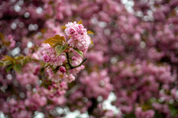 Kirschblüte in Berlin
