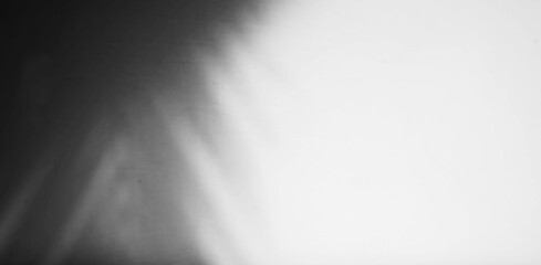 palm leaf shadow overlay
