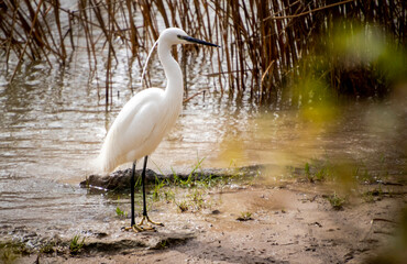 White bird fishing in the river