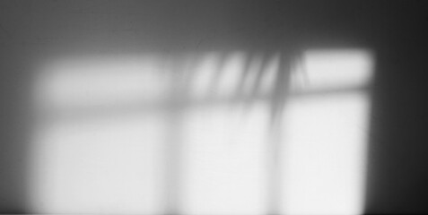minimalist window and palm shadow overlay