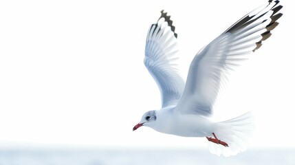 Obraz premium White seagull in flight against bright sky.