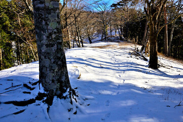 丹沢山地の三ノ塔　雪積もるヨモギ尾根
