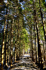 冬の丹沢山地　雪のヨモギ尾根の森
