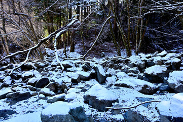 丹沢山地　雪景色の札掛　布川の森
