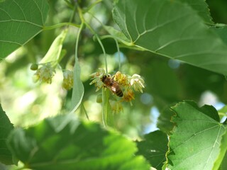 Closeup of honey bee collecting nectar from Littleleaf Linden flowers, Colorado