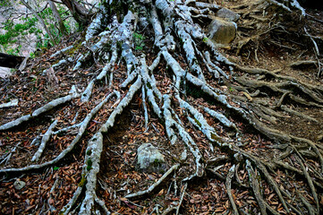 丹沢の檜洞丸　ブナの根差し　たこ足
