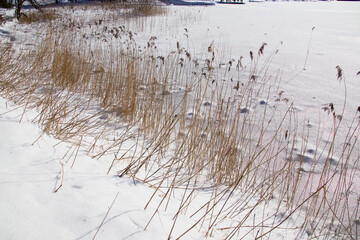 Ufer an einem zugefrorenem See im Winter mit Seegras und Schnee  