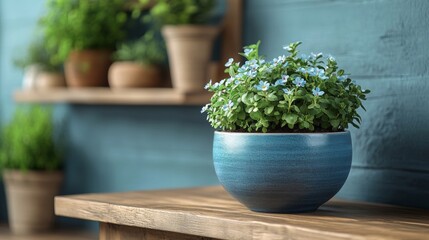 Herb plant in a blue pot on a rustic wooden shelf