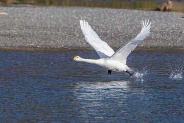 コハクチョウのダイナミックな離水シーン