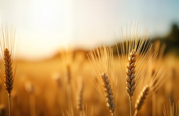 Obraz premium Golden wheat ears in field at sunset. Nature scene ripe wheat. Agricultural landscape with focus on crop growth. Summer autumn day. Abundant harvest. Perfect for food, nature themes. Rural scene