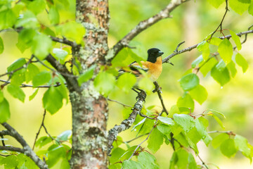 Colorful male Brambling perched on Birch with fresh green leaves during sunny summer evening in Riisitunturi National Park, Northern Finland	