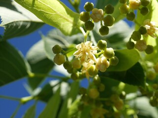 Flowers of Legend Linden tree, Colorado