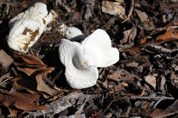 Mushrooms fungus growing on leaves and organic matter