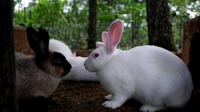 White fur and brown rabbit facing each other as if animals talking with each other while bunnies being held in outdoor enclosure meanwhile some chickens walk by in the background