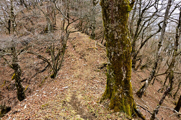 丹沢の大界木山　甲相国境尾根の縦走路
